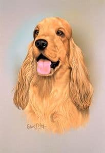 Cocker Spaniel Head Study Print RMDH48