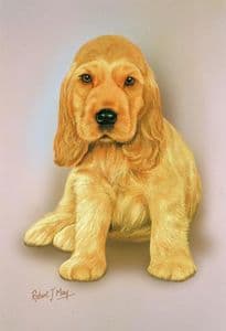 Cocker Spaniel Pup Print RMDH49