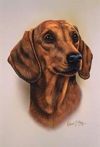 Dachshund Red Head Study Print RMDH58
