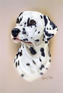 Dalmatian Head Study Print RMDH60