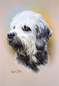Dandie Dinmont Head Study Print RMDH63