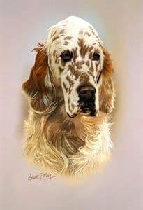 English Setter Head Study Print RMDH67