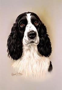 English Springer Spaniel Head Study Print RMDH71