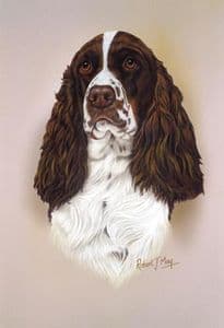 English Springer Spaniel Head Study Print RMDH72