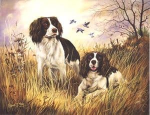 English Springer Spaniel Open Edition Print RMGD6
