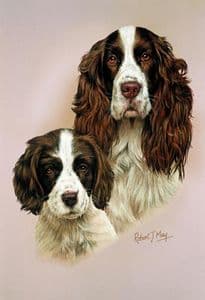 English Springer Spaniel & Pup Print  RMDH70