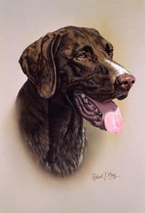 German Shorthaired Pointer Head Study Print RMDH76