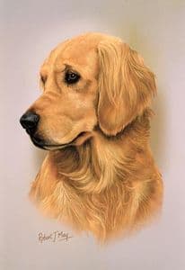 Golden Retriever Head Study Print RMDH81