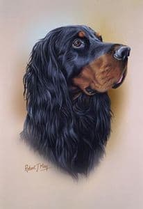 Gordon Setter Head Study Print  RMDH83