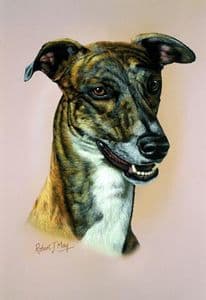 Greyhound Head Study Print RMDH84