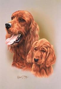 Irish Setter & Pup Print RMDH86