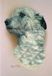 Irish Wolfhound Head Study Print RMDH156