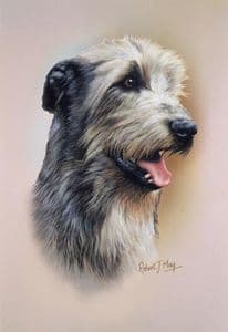 Irish Wolfhound Head Study Print RMDH85