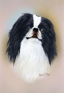 Japanese Chin Head Study Print RMDH90