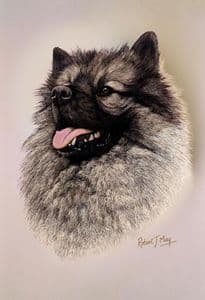 Keeshond Head Study Print RMDH91