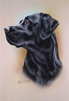 Labrador Retriever Head Study Print RMDH97