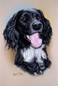 Large Munsterlander Head Study Print RMDH101