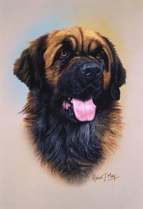 Leonberger Head Study Print RMDH102