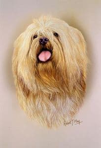 Lhasa Apso Head Study RMDH103