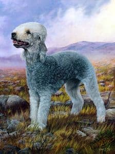 Limited Edition Bedlington Terrier Print RMLE27