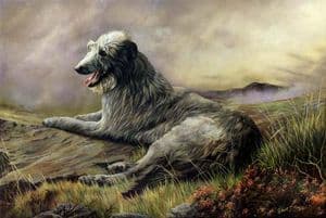 Limited Edition Deerhound Print RMLE14