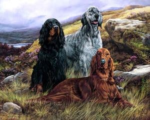 Limited Edition English, Irish & Gordon Setter Print RMLE41