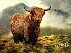 Limited Edition Highland Cattle Print  RMLE 104