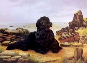 Limited Edition Newfoundland Print RMLE4