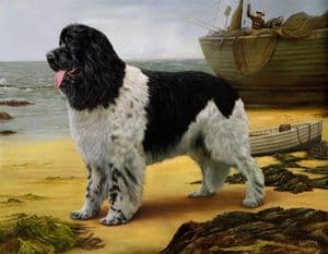 Limited Edition Newfoundland Print RMLE57