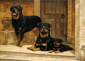Limited Edition Rottweiler Print RMLE5