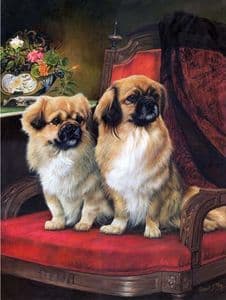 Limited Edition Tibetan Spaniel Print RMLE23