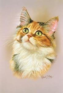 Maine Coon Cat Print