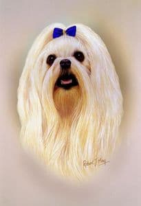 Maltese Head Study Print RMDH104