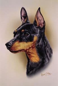 Miniature Pinscher Head Study RMDH106