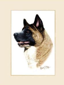Original Akita Painting