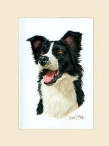 Original Border Collie Painting