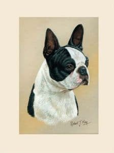 Original Boston Terrier Painting