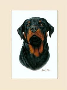 Original Rottweiler Painting
