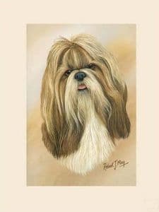 Original Shih Tzu Painting