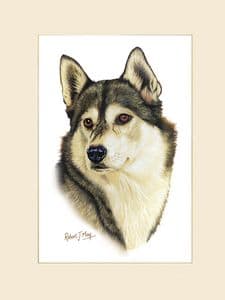 Original Siberian Husky Painting