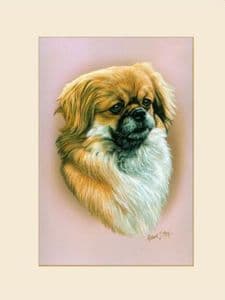 Original Tibetan Spaniel Painting