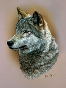 Original Wolf Head Study Painting