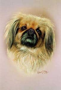 Pekingese Head Study Print RMDH111