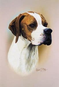 Pointer Head Study Print RMDH112