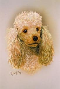 Poodle Head Study Print RMDH114