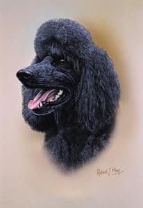 Poodle Head Study Print RMDH115