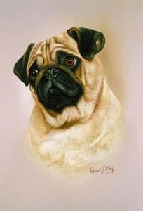 Pug Head Study Print RMDH117
