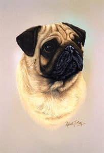 Pug Head Study Print RMDH118