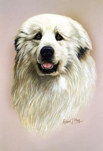 Pyrenean Mountain Dog Head Study Print RMDH120