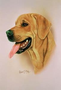 Rhodesian Ridgeback Head Study Print RMDH121